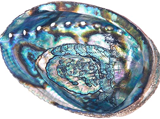 Large Abalone Shell